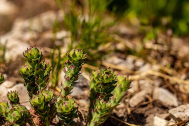 Dağlarda Rhodiola Rosea çiçeği, makro