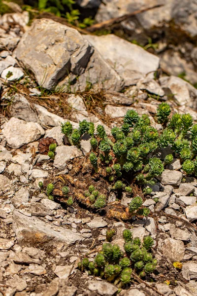 Rhodiola Kwiat Rosea Rośnie Górach Zbliżenie — Zdjęcie stockowe