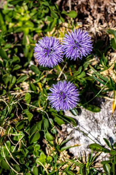 Globularia Cordifolia Flower Growing Mountains Close — Stock Photo, Image