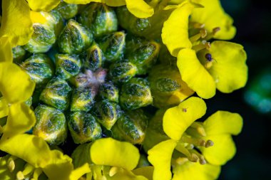 Dağlarda yetişen alyssum montanum çiçeği, yakın çekim