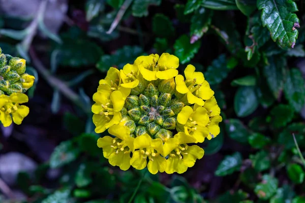 Alyssum Montanum Fleur Poussant Montagne — Photo