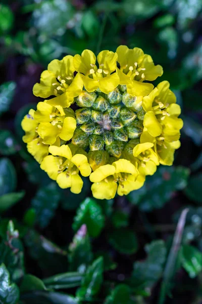 Dağlarda yetişen alyssum montanum çiçeği, yakınlaş.