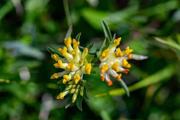 Anthyllis Vulneraria Ssp Alpestris Fiore Montagna Vicino — Foto Stock