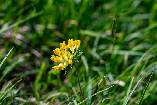 Anthyllis Vulneraria Ssp Alpestris Flower Mountains Close Shoot — Stock Photo, Image