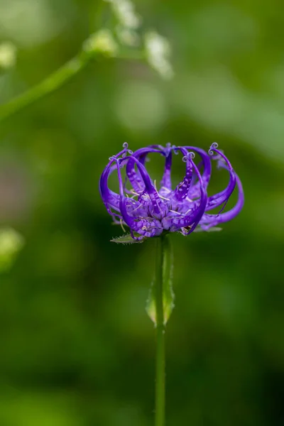 Phyteuma Orbiculare Kwiat Rośnie Górach Makro — Zdjęcie stockowe