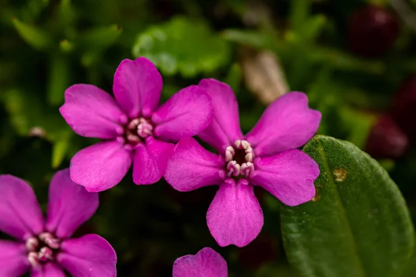 Saponaria Ocymoides Цветок Растущий Горах Крупным Планом — стоковое фото
