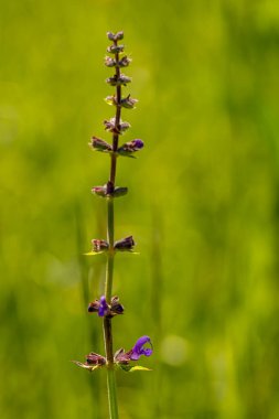 Çayırdaki Salvia pratensis çiçeği, makro