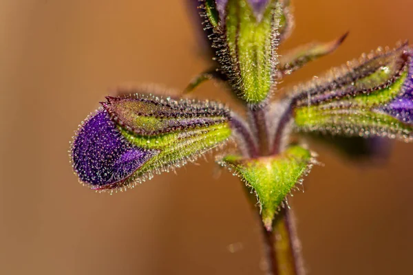Salvia Pratensis Flor Que Crece Prado Cerca — Foto de Stock