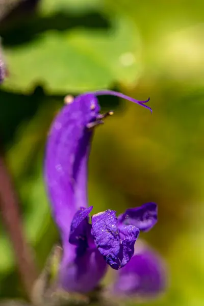 Salvia Pratensis Kwiat Rośnie Łące Zbliżenie Pędu — Zdjęcie stockowe