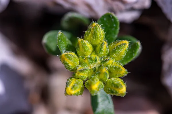 Квітка Алісуму Горах Макрос — стокове фото