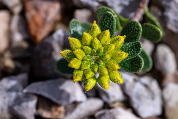 Alyssum Montanum Fiore Che Cresce Montagna Macro — Foto Stock