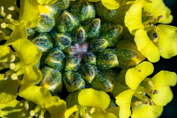 Alyssum Montanum Flor Crescendo Nas Montanhas Close — Fotografia de Stock