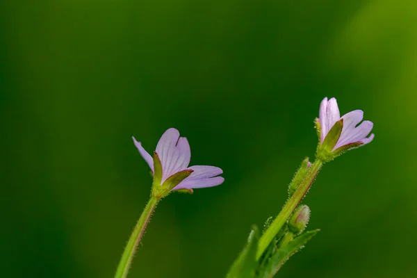 Claytonia Sibirica Fiore Nel Prato Primo Piano Sparare — Foto Stock