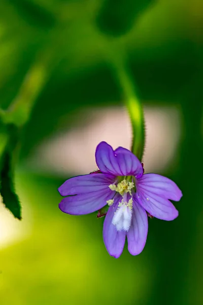 Claytonia Sibirica Kwiat Rośnie Łące Zbliżenie Pędu — Zdjęcie stockowe