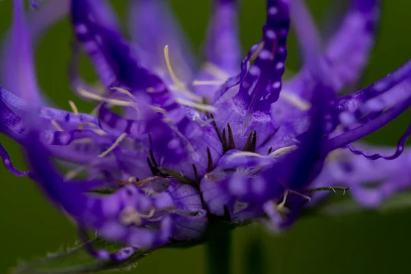 Phyteuma Orbiculare Kwiat Rośnie Górach — Zdjęcie stockowe