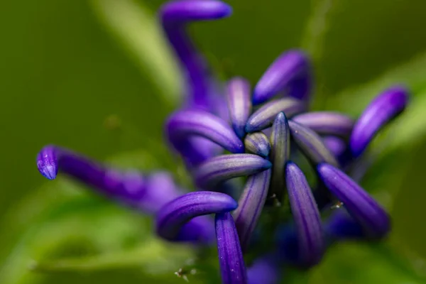Phyteuma Orbiculare Kwiat Górach Zbliżenie Strzelać — Zdjęcie stockowe