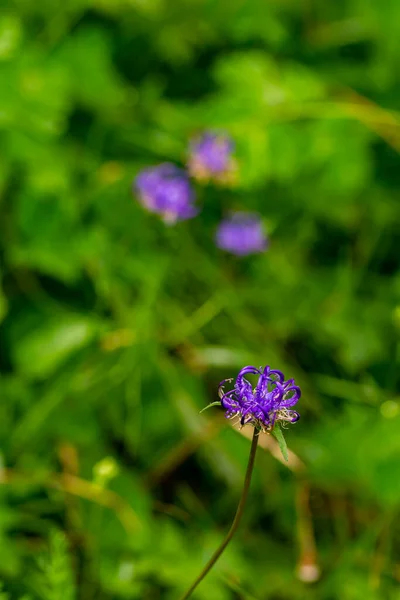 Phyteuma Orbiculare Flor Crescendo Nas Montanhas Close Atirar — Fotografia de Stock