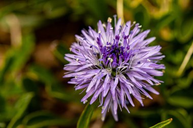 Globularia cordifolia çiçeği dağlarda