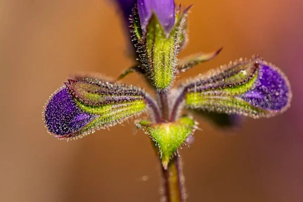 Salvia Pratensis Flower Meadow Close — Stock Photo, Image
