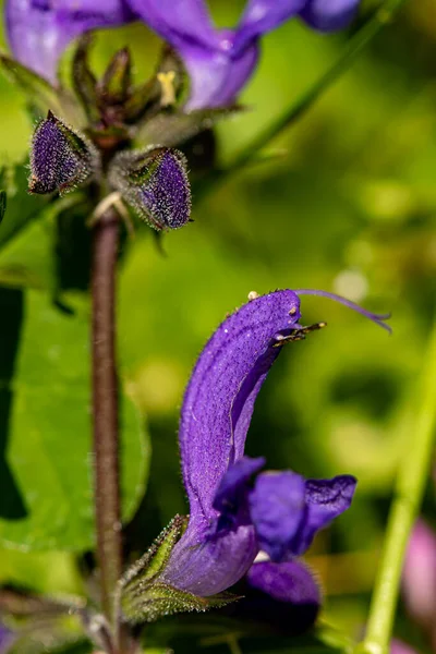 Salvia Pratensis Blomma Växer Äng Närbild Skjuta — Stockfoto