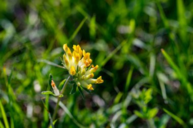 Anthyllis 'in savunmasızlığı. Dağlarda yetişen alpestri çiçekleri, yaklaşın