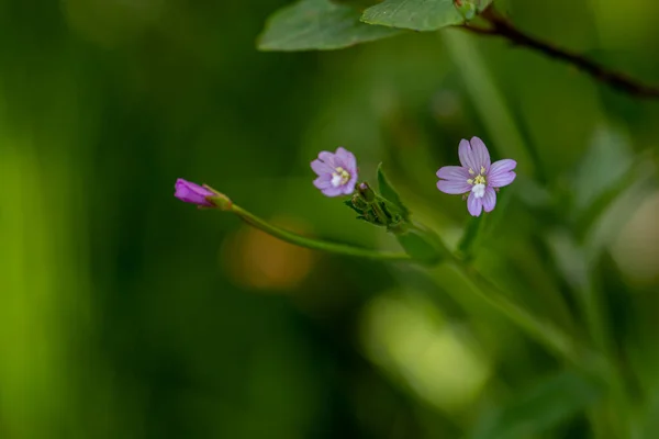 Claytonia Sibirica Bunga Tumbuh Padang Rumput — Stok Foto