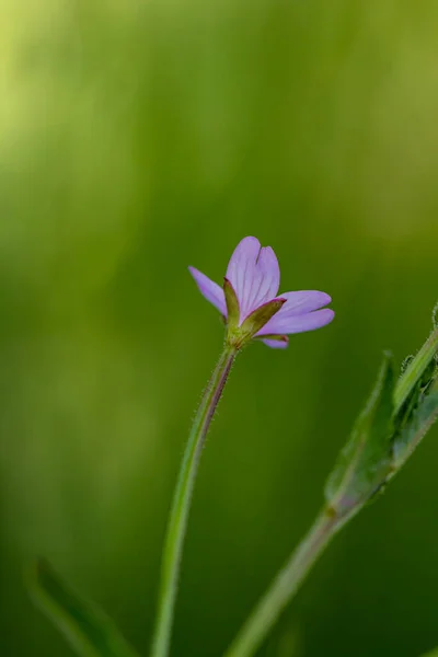 Claytonia Sibirica Blume Wächst Auf Der Wiese Nahaufnahme Trieb — Stockfoto
