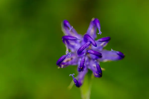 Квітка Фітуми Горах Макро — стокове фото