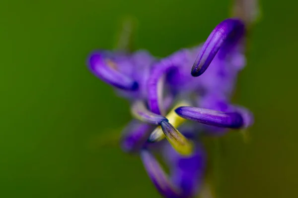 Phyteuma Orbiculare Flor Que Crece Las Montañas —  Fotos de Stock