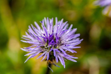 Globularia cordifolia çiçeği dağlarda, makro
