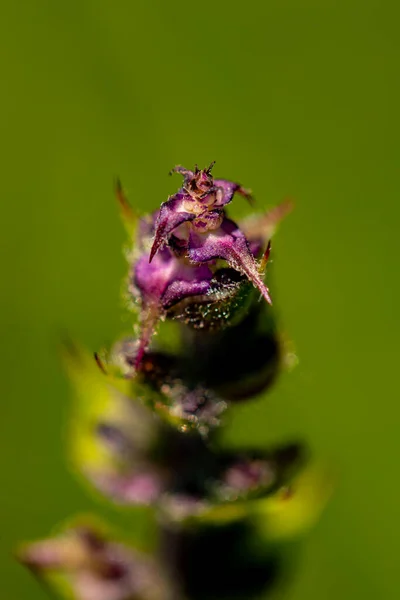 Salvia Pratensis Λουλούδι Στο Λιβάδι — Φωτογραφία Αρχείου