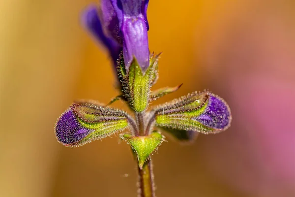 Salvia Pratensis Λουλούδι Στο Λιβάδι Κοντά — Φωτογραφία Αρχείου