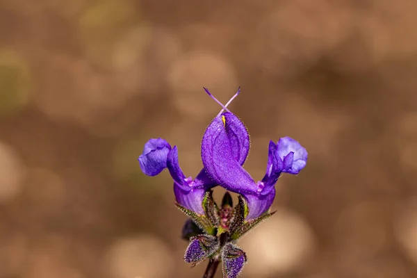 Salvia Pratensis Flor Prado Brote Cerca —  Fotos de Stock