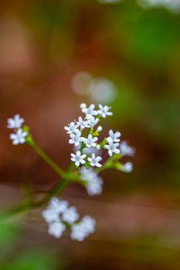 Dağlarda yetişen Valeriana Saxatilis çiçeği, makro