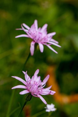 Scorzonera Rosea çiçeği dağlarda yetişiyor, makro