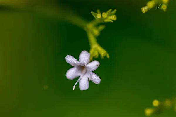 Dağlarda Yetişen Valeriana Saxatilis Çiçeği Yakınlaş — Stok fotoğraf