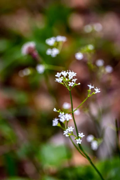 Valeriana Saksonya Çiçeği Dağlarda Yakın Çekim — Stok fotoğraf