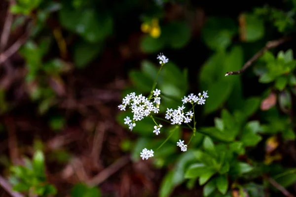 山の中で成長しているヴァレリアナ サクサティリスの花 近くで撮影 — ストック写真