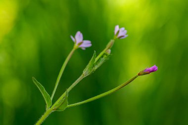 Çayırda büyüyen Claytonia sibirica çiçeği, yakın çekim