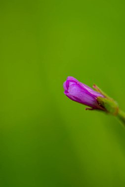 Çayırda büyüyen Claytonia sibirica çiçeği