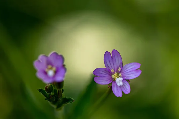 Claytonia Sibirica Fiore Nel Prato Primo Piano Sparare — Foto Stock