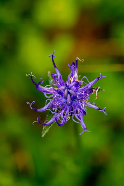 Phyteuma Orbiculare Flower Mountains — Stock Photo, Image