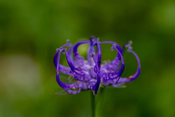 Phyteuma Orbiculare Flor Crescendo Nas Montanhas — Fotografia de Stock