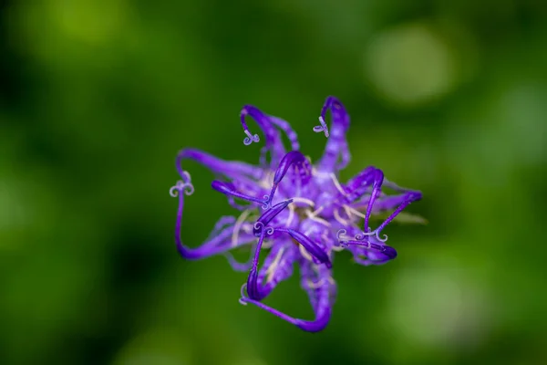 Phyteuma Orbiculare Fiore Montagna Vicino — Foto Stock