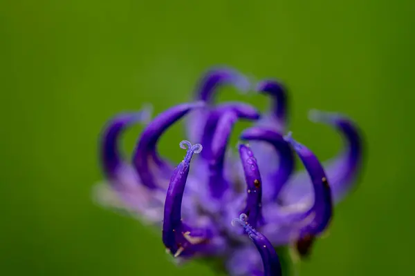 Phyteuma Orbiculare Kwiat Górach Zbliżenie Strzelać — Zdjęcie stockowe