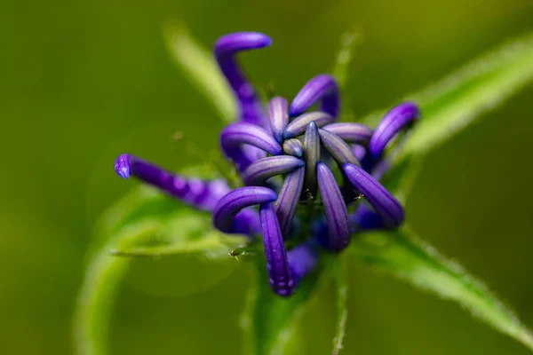 Phyteuma Orbiculare Flor Que Crece Las Montañas Brote Cerca — Foto de Stock