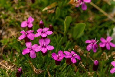 Dağlarda Silene acaulis çiçeği, yakın çekim