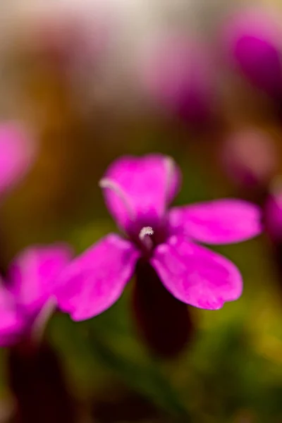 Dağlarda Silene Acaulis Çiçeği — Stok fotoğraf