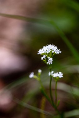 Dağlarda yetişen Valeriana Saxatilis çiçeği, yakın çekim