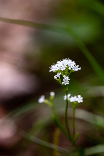 山の中で成長しているヴァレリアナ サクサティリスの花 近くで撮影 — ストック写真